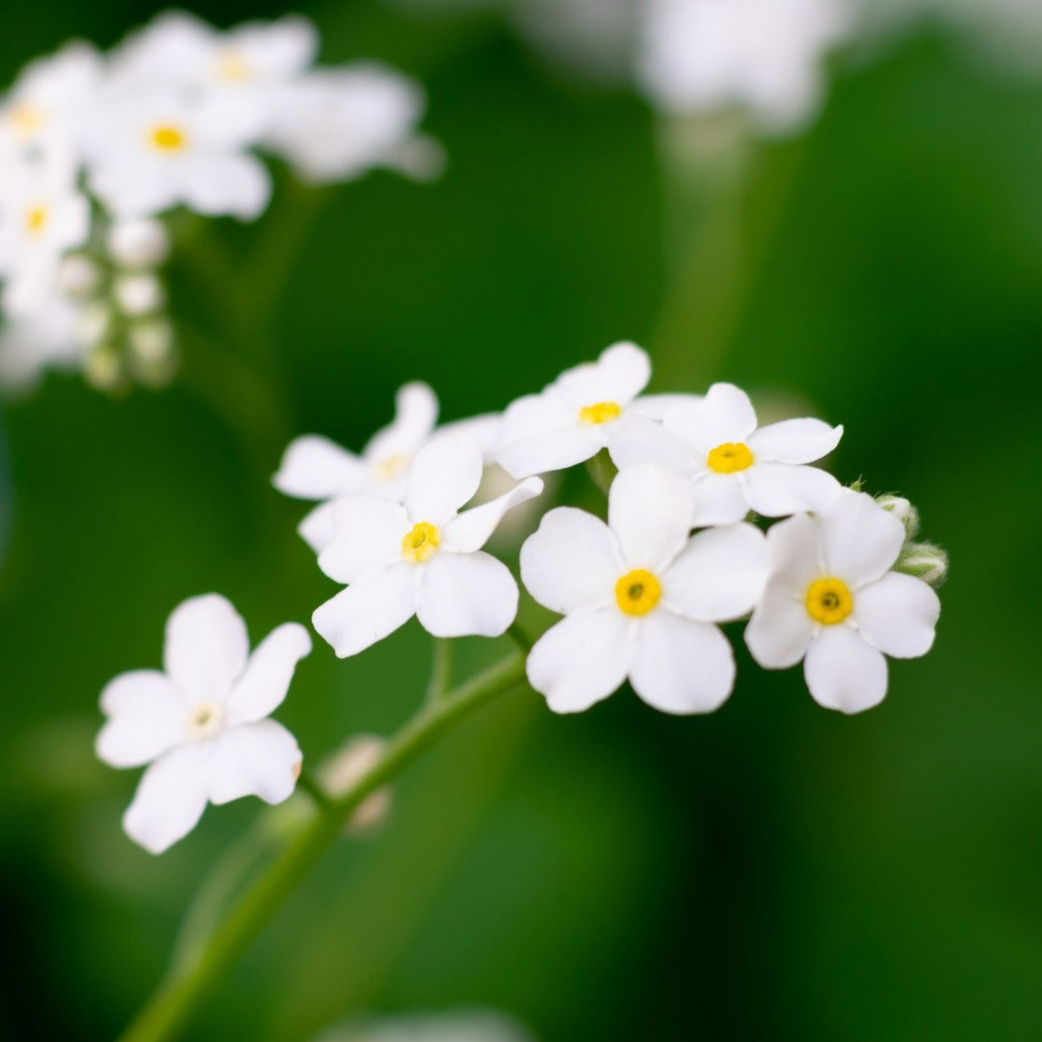 Myosotis Alpestris Flower seeds for Planting, Wildflower Mix Heirloom & GMO Free Seeds for Home Garden
