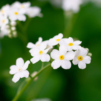 Myosotis Alpestris Flower seeds for Planting, Wildflower Mix Heirloom & GMO Free Seeds for Home Garden