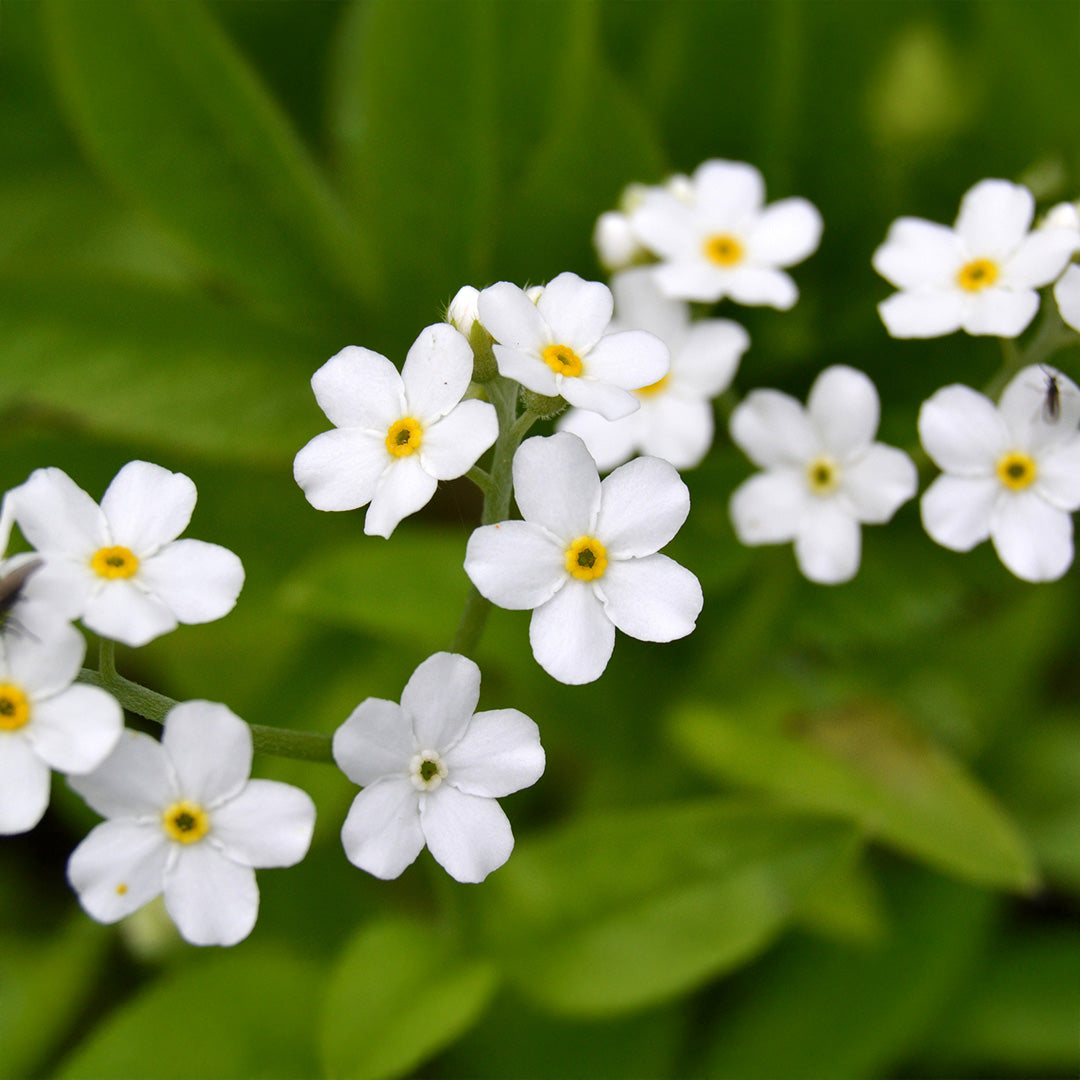 Myosotis Alpestris Flower seeds for Planting, Wildflower Mix Heirloom & GMO Free Seeds for Home Garden
