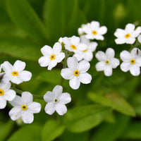 Myosotis Alpestris Flower seeds for Planting, Wildflower Mix Heirloom & GMO Free Seeds for Home Garden