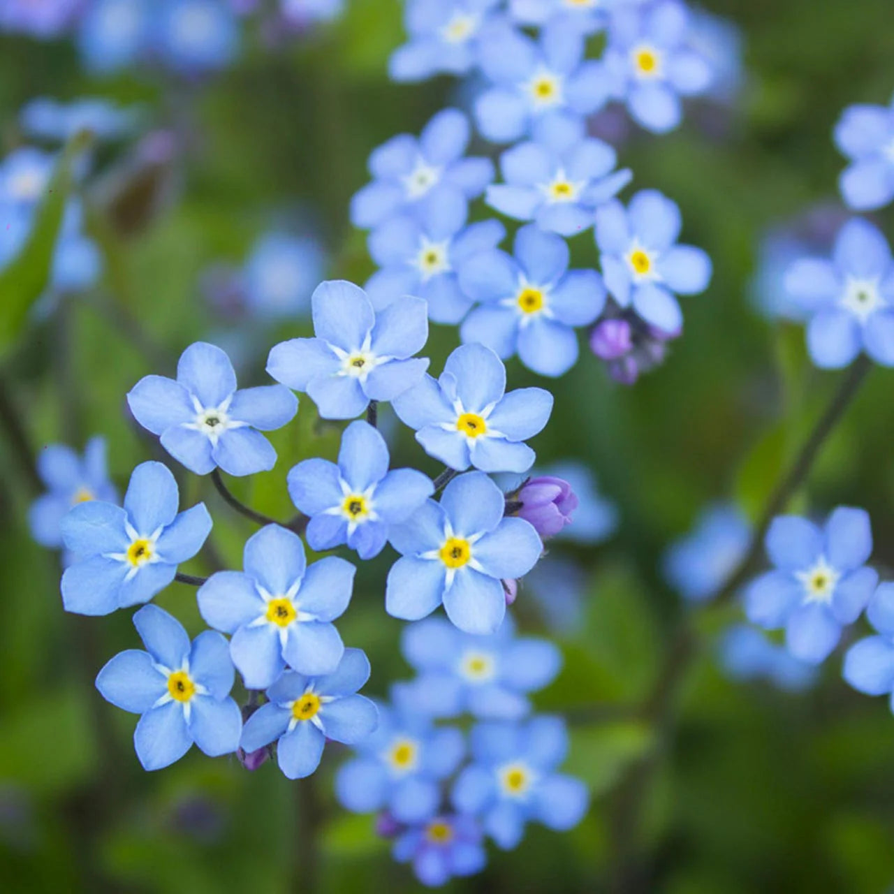 Blue Myosotis Alpestris Seeds for Planting