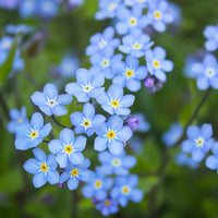 Blue Myosotis Alpestris Seeds for Planting