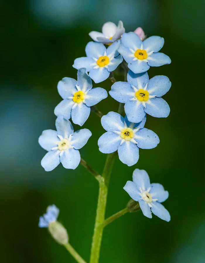 Forget Me Not Flower seeds for Planting - Long Bloom Season, Heirloom & GMO Free Seeds for Home Garden