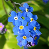 Sky Blue Nezabudka Flower Seeds for Planting Drought Tolerant Heirloom & GMO Free Seeds for Home Garden
 
 Sale