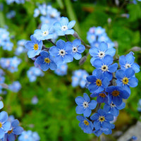 Forget Me Not Flower seeds for Planting Hardy Variety Heirloom & GMO Free Seeds for Home Garden