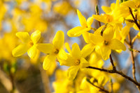 Forsythia Hampshire Flower seeds for Planting Premium Quality Heirloom & GMO Free Seeds for Home Garden
