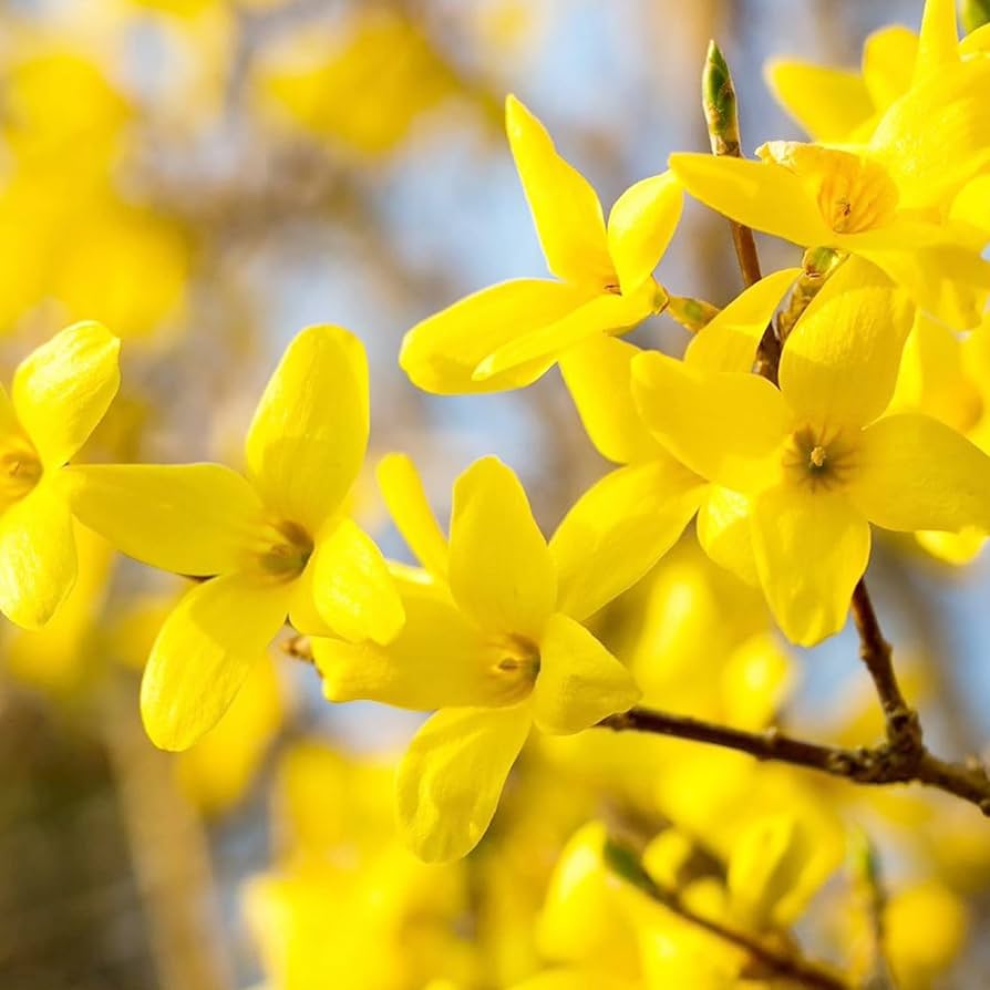 Non GMO weeping forsythia seeds
