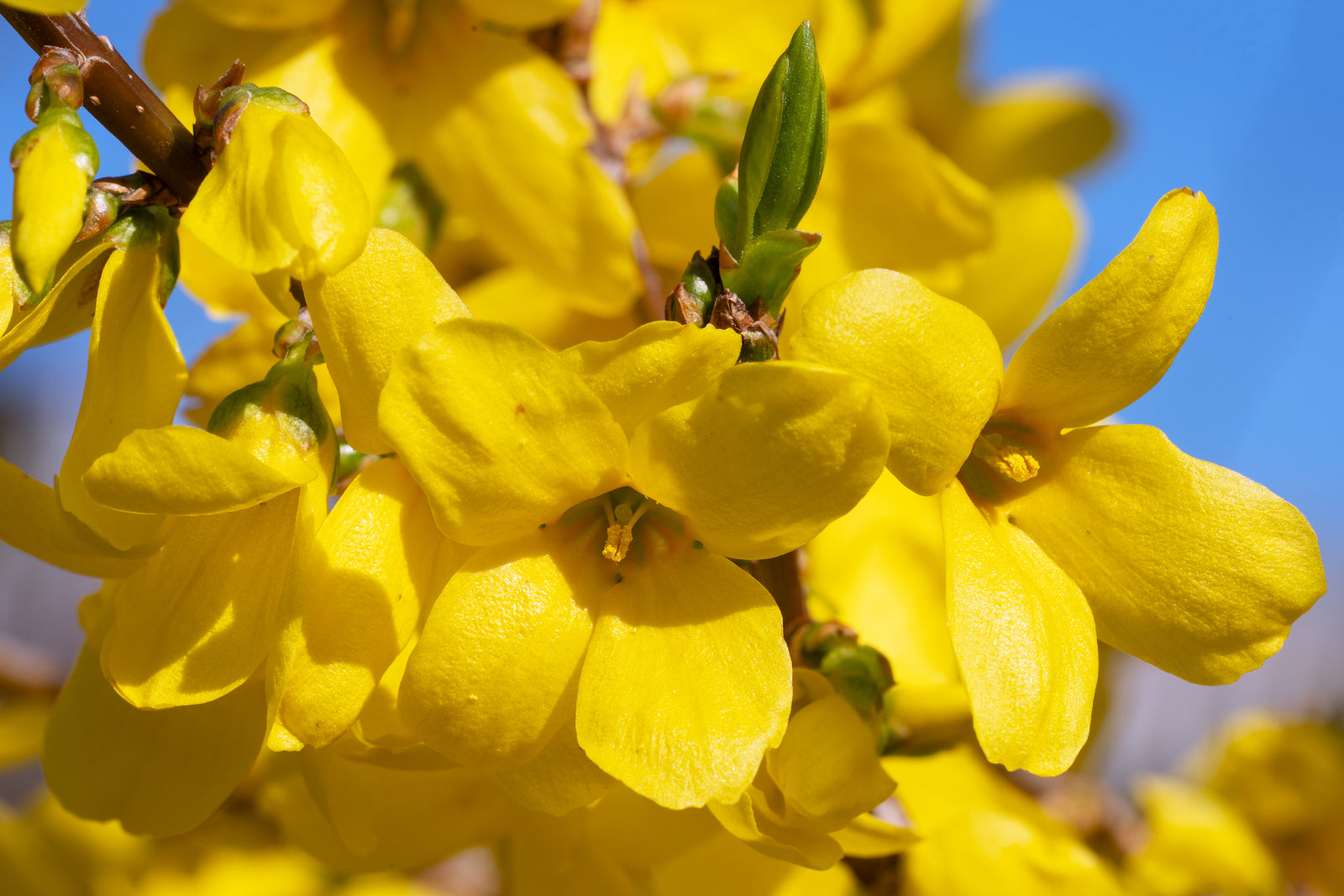 Forsythia Suspensa Weeping Forsythia Yellow Flower Seeds
