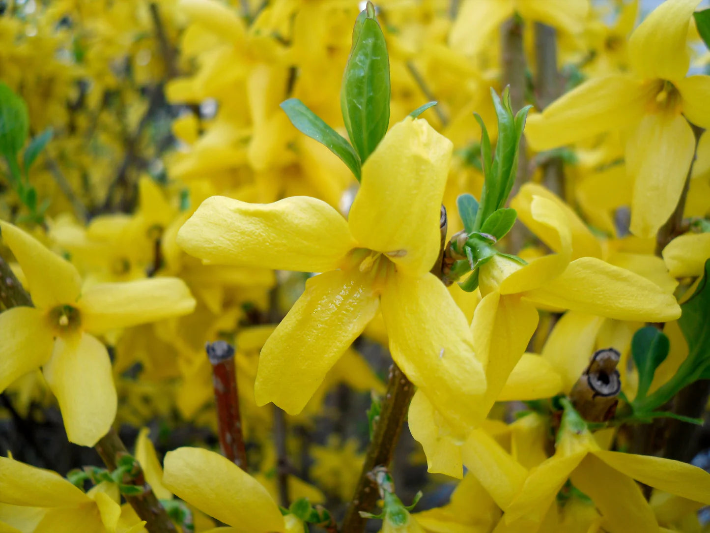 Forsythia Flower seeds for Planting - Wildflower Mix, Heirloom & GMO Free Seeds for Home Garden