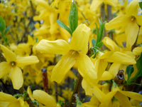Forsythia Flower seeds for Planting - Hardy Variety, Heirloom & GMO Free Seeds for Home Garden