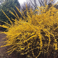 Yellow Trifoliate Forsythia Plant Seeds Planting