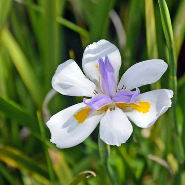 Iridioides Flower seeds for Planting Pollinator Friendly Heirloom & GMO Free Seeds for Home Garden