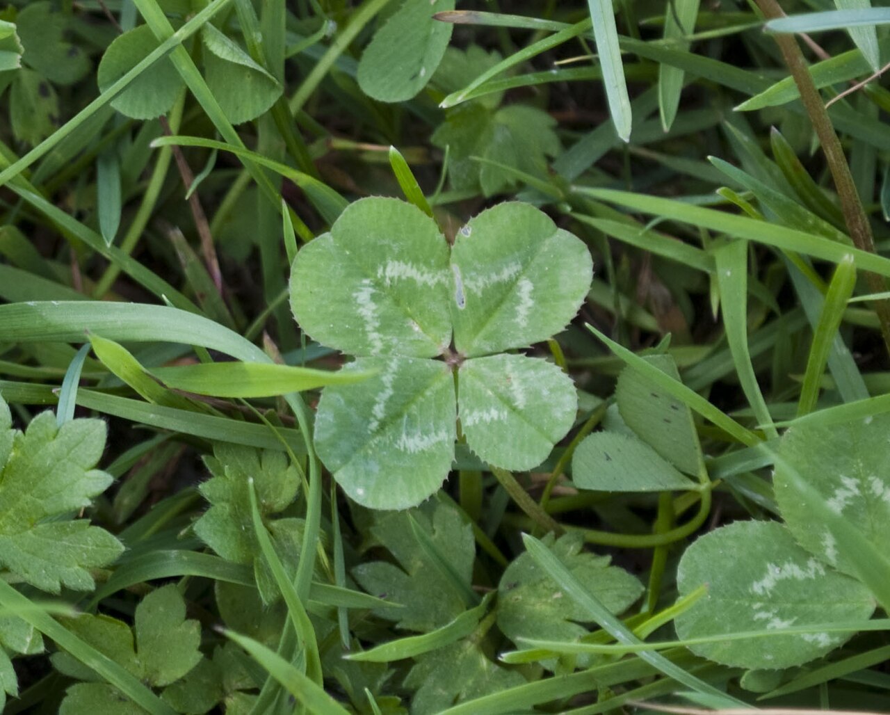 Dark Green Four Leaf Clover Seeds Colorful Display Heirloom & GMO Free Seeds for Home Garden
 
 Sale