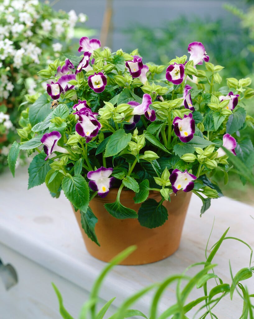 Fournieri evening blooming flowers