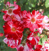 Red & White Climbing Rose Non-GMO Heirloom Garden Seeds Flower seeds for Planting - Wildflower Mix, Heirloom & GMO Free Seeds for Home Garden