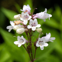 Heirloom Beardtongue Flower seeds for Planting Cottage Garden Essential Heirloom & GMO Free Seeds for Home Garden