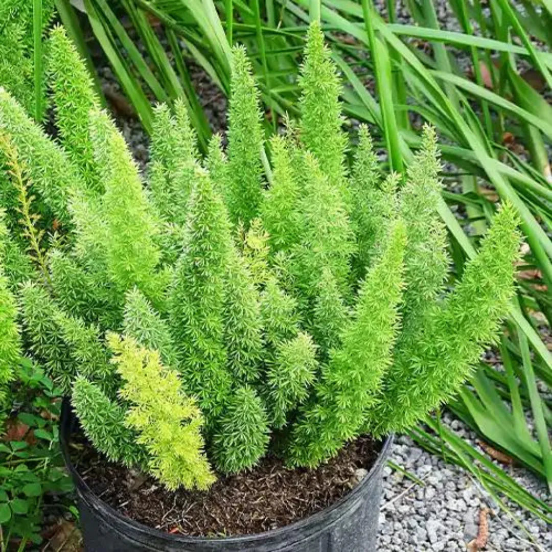 Beautifull Asparagus Meyeri Foxtail Fern Flower seeds for Planting - Hardy Variety, Heirloom & GMO Free Seeds for Home Garden