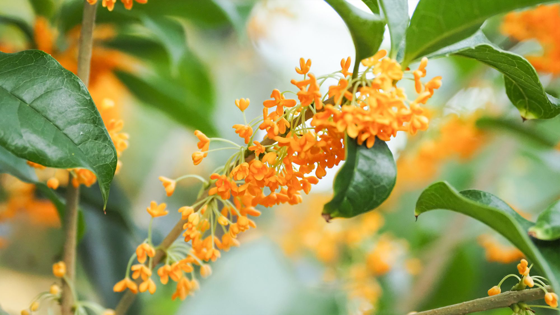 Osmanthus Flower seeds for Planting Colorful Display Heirloom & GMO Free Seeds for Home Garden