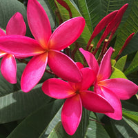 Dark Pink Frangipani Flower seeds for Planting - Cottage Garden Essential, Heirloom & GMO Free Seeds for Home Garden