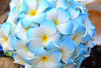 Non-GMO heirloom Frangipani seeds