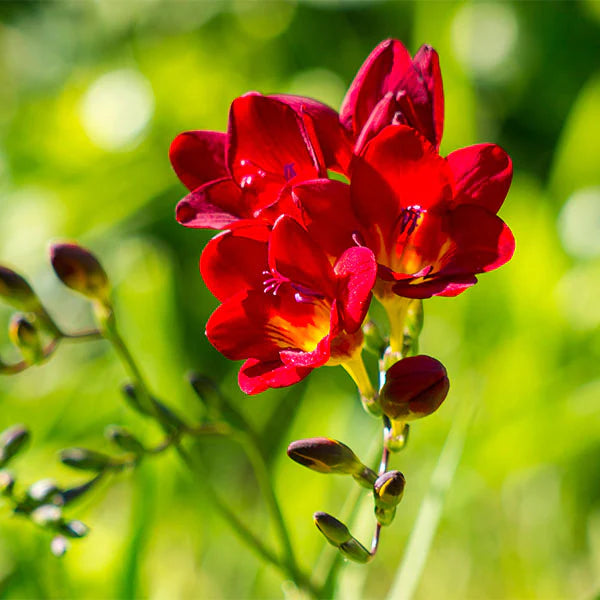 Red Freesias Flower seeds for Planting - Colorful Display, Heirloom & GMO Free Seeds for Home Garden