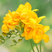 Freesia Flower seeds for Planting - Easy to Grow, Heirloom & GMO Free Seeds for Home Garden
