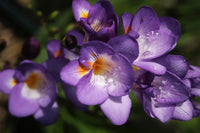 Violet Yellow Freesia Flower Seeds for Planting Cottage Garden Essential Heirloom & GMO Free Seeds for Home Garden
 
 Sale