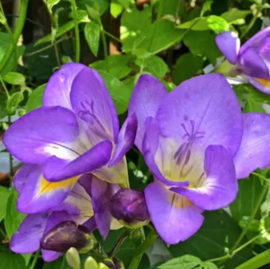 Lavender Freesia Flower seeds for Planting - Pollinator Friendly, Heirloom & GMO Free Seeds for Home Garden