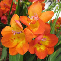 Yellow Orange Freesias Flower Seeds Planting