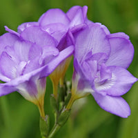Light Violet Freesia Flower Seeds for Planting Shade Tolerant Heirloom & GMO Free Seeds for Home Garden  Sale