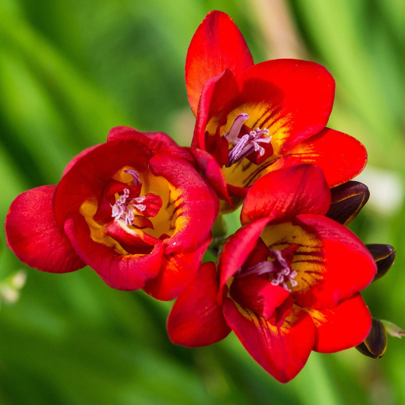 Freesia Bulbs Flower seeds for Planting Long Bloom Season Heirloom & GMO Free Seeds for Home Garden