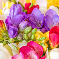Freesia Flower seeds for Planting Pollinator Friendly Heirloom & GMO Free Seeds for Home Garden