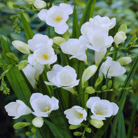 White Freesia Flower Seeds for Planting Hardy Variety Heirloom & GMO Free Seeds for Home Garden
 
 Sale