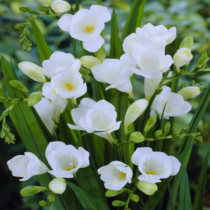 White Freesia Indoor Potted Flower Seeds