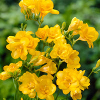 Yellow Freesias Flower seeds for Planting Cut Flower Favorite Heirloom & GMO Free Seeds for Home Garden 
 
 Sale