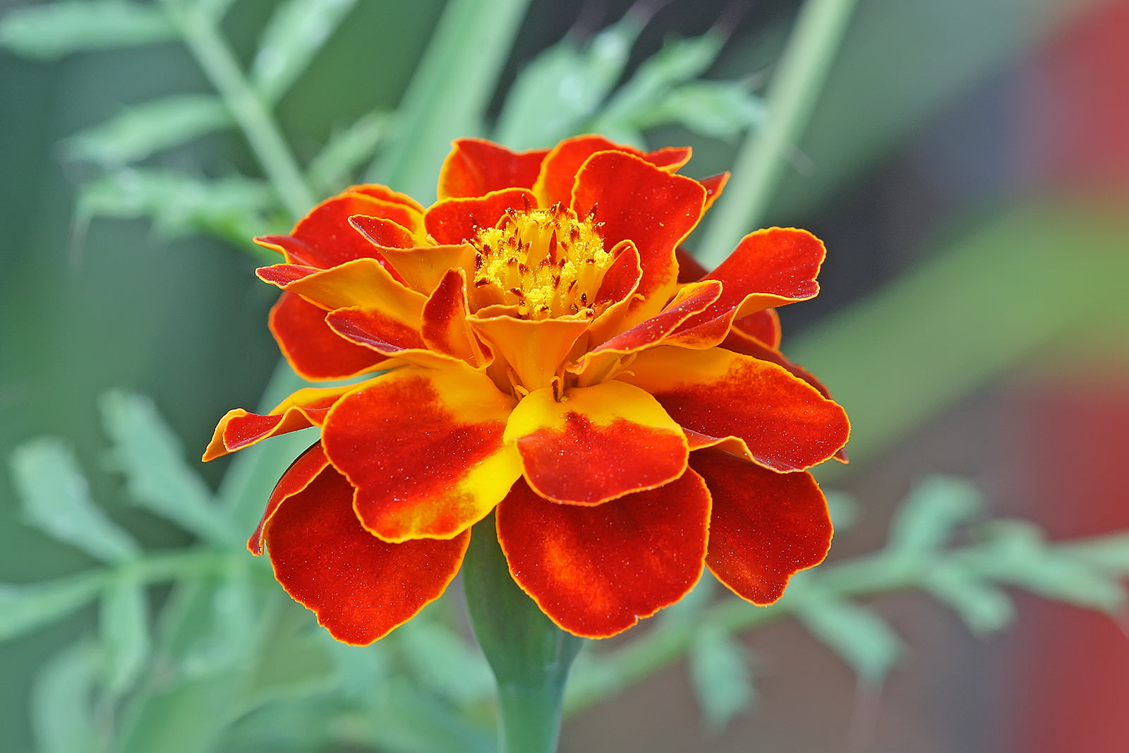 Mixed Sinensis Patula Flower seeds for Planting - Garden Favorite, Heirloom & GMO Free Seeds for Home Garden