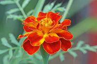French Marigold Flower seeds for Planting, Hardy Variety Heirloom & GMO Free Seeds for Home Garden