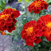 French Marigold Flower seeds for Planting, Hardy Variety Heirloom & GMO Free Seeds for Home Garden