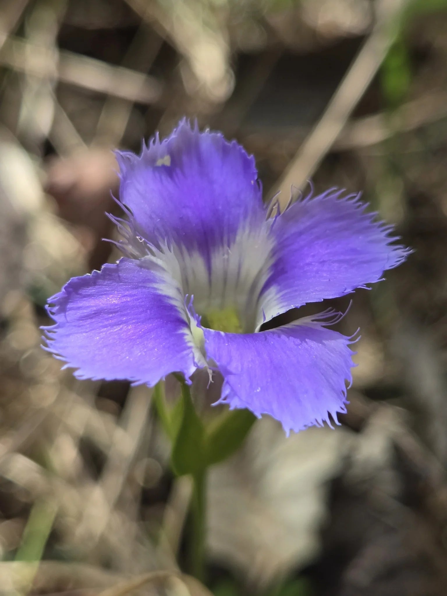 Gentiana Crinita Flower seeds for Planting Pollinator Friendly Heirloom & GMO Free Seeds for Home Garden