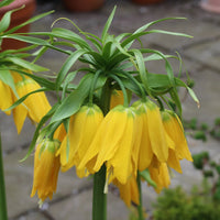 Yellow Imperial Crown Fritillaria Flower seeds for Planting - Premium Quality, Heirloom & GMO Free Seeds for Home Garden