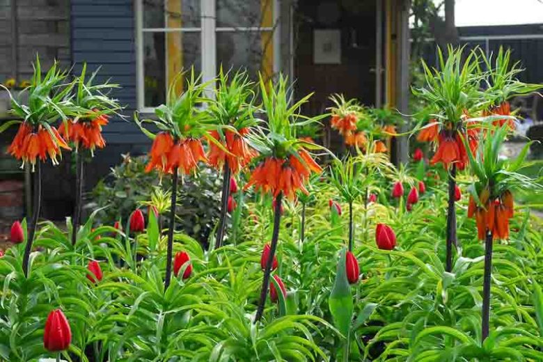 Imperial Crown Flower seeds for Planting - Fragrant Blossoms, Heirloom & GMO Free Seeds for Home Garden