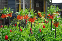 Imperial Crown Flower seeds for Planting - Fragrant Blossoms, Heirloom & GMO Free Seeds for Home Garden
