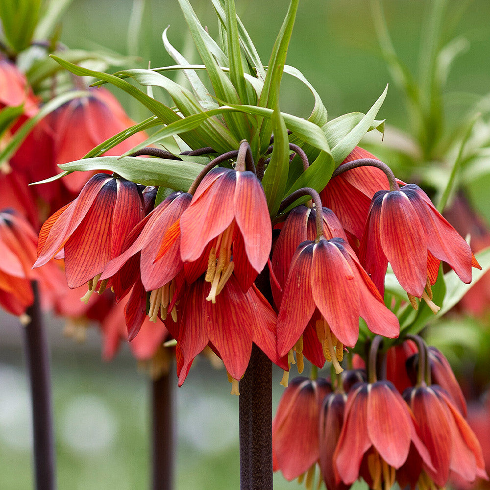 Red Fritillaria Imperialis Flower seeds for Planting - Wildflower Mix, Heirloom & GMO Free Seeds for Home Garden