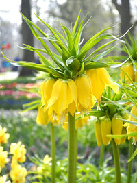 Yellow Imperial Crown Fritillaria Flower seeds for Planting - Premium Quality, Heirloom & GMO Free Seeds for Home Garden
