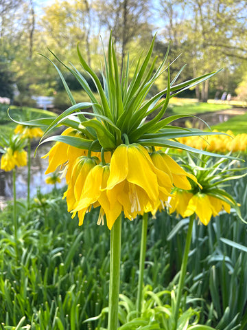 Yellow Imperial Crown Seeds for Stunning Yellow Flowers