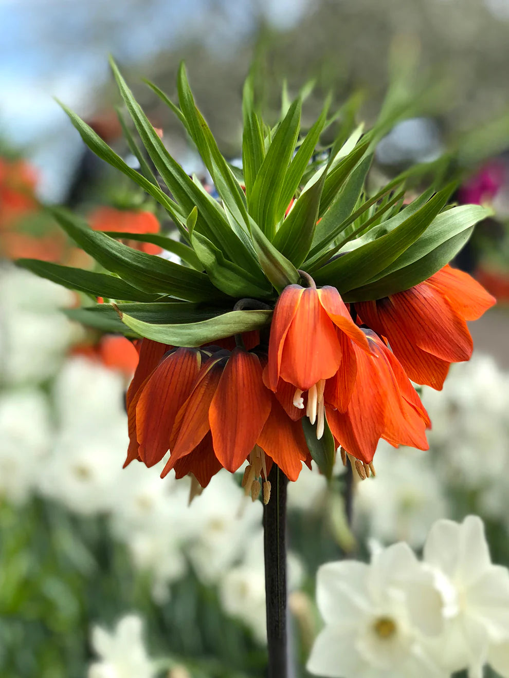 Red Crown Imperial Fritillaria Flower Seeds, Heirloom Non-GMO Blooms for Elegant Spring Garden Planting
