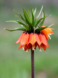 Crown Imperial Flower seeds for Planting - Perfect for Borders, Heirloom & GMO Free Seeds for Home Garden