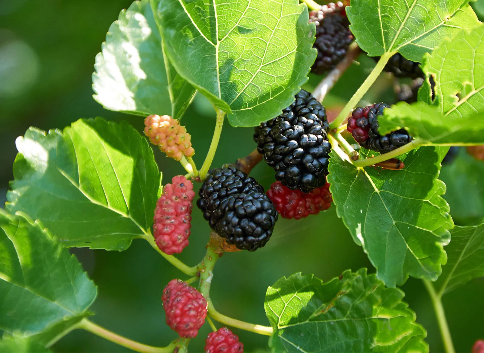 Mulberry Flower seeds for Planting Colorful Display Heirloom & GMO Free Seeds for Home Garden