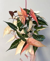 Fallopia Multiflora Flower seeds for Planting Perfect for Borders Heirloom & GMO Free Seeds for Home Garden