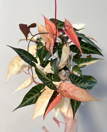 Fallopia Multiflora Flower seeds for Planting Perfect for Borders Heirloom & GMO Free Seeds for Home Garden